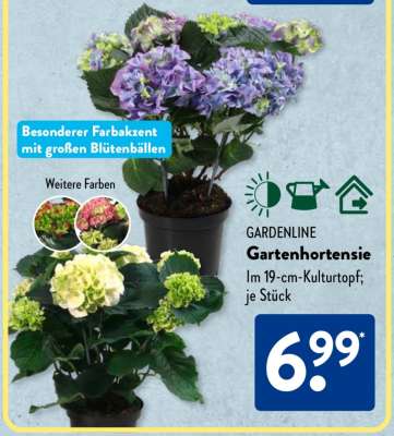 Gartenhortensie*