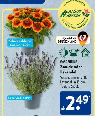 Gardenline Staude oder Lavendel
