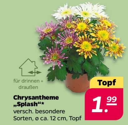 Chrysantheme „Splash“*
