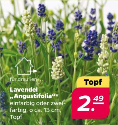 Lavendel angustifolia
