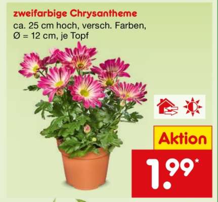 zweifarbige Chrysantheme