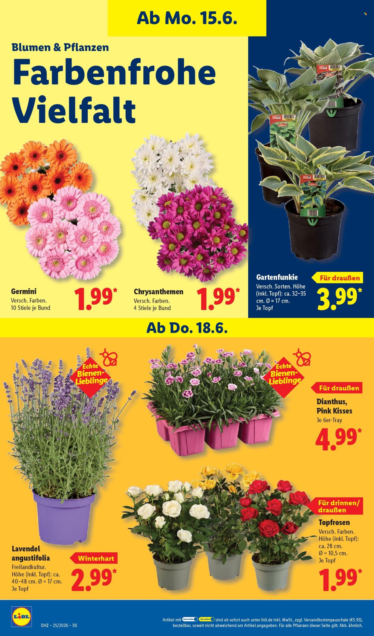 Lidl Prospekte  - 15.06.2026 - 20.06.2026. Seite 74