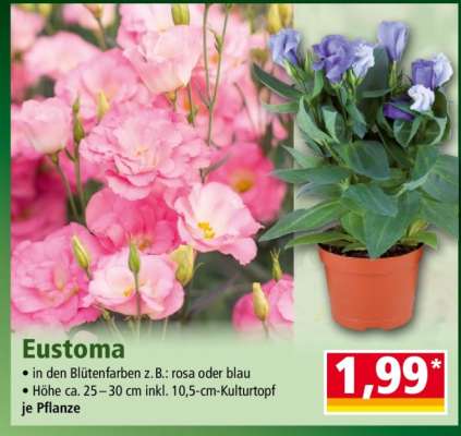 Eustoma