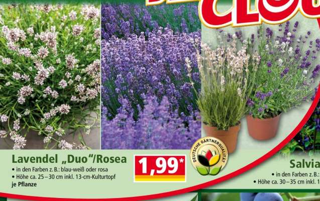 Lavendel „Duo“/Rosea