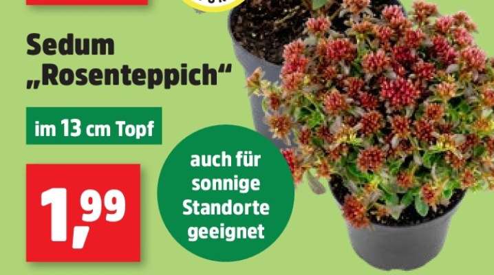 Sedum „Rosenteppich“