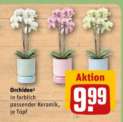 Orchidee