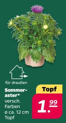 Sommeraster