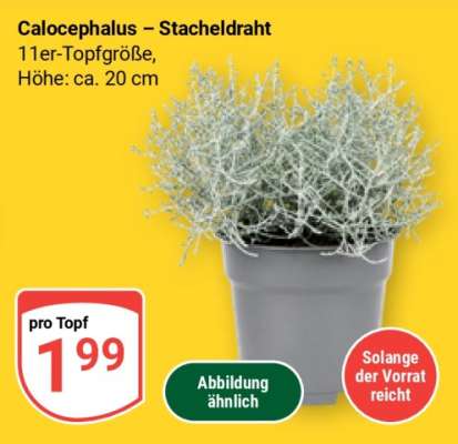 Calocephalus – Stacheldraht