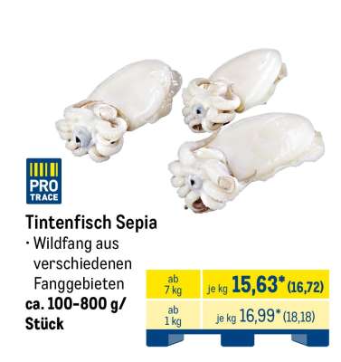 Tintenfisch Sepia