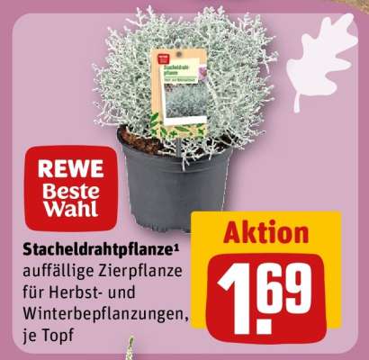 Stacheldrahtpflanze