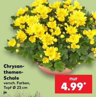 Chrysanthemen­ schale