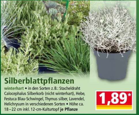 Silberblattpflanzen