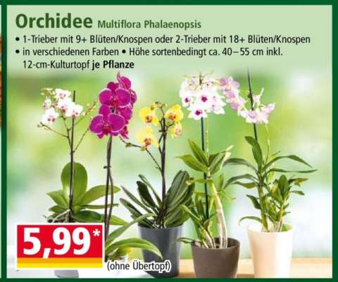 Orchidee Multiflora Phalaenopsis