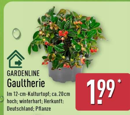 GARDENLINE Gaultherie