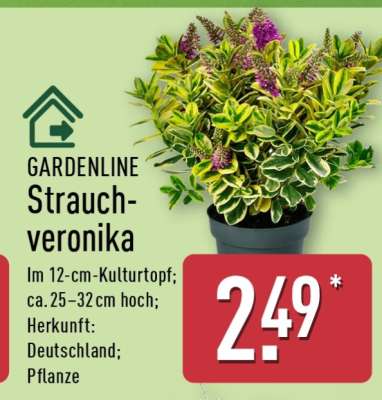 GARDENLINE Strauchveronika