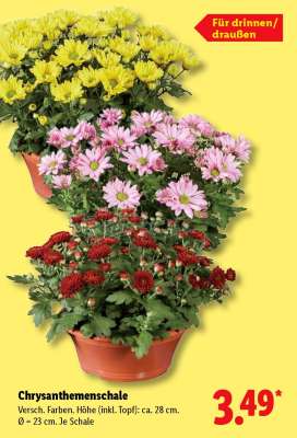 Chrysanthemenschale