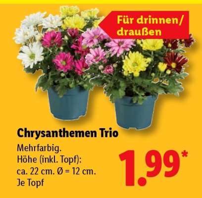 Chrysanthemen Trio