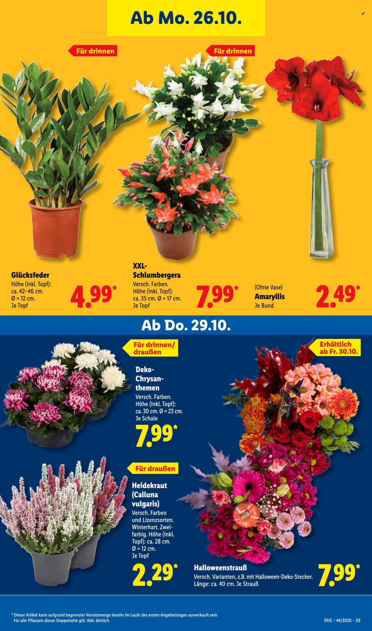 Lidl Prospekte  - 26.10.2026 - 31.10.2026. Seite 37