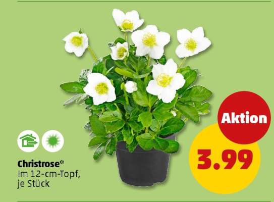 Christrose