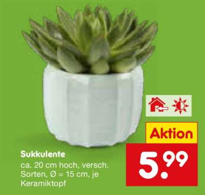 Sukkulente