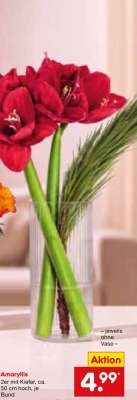 Amaryllis*