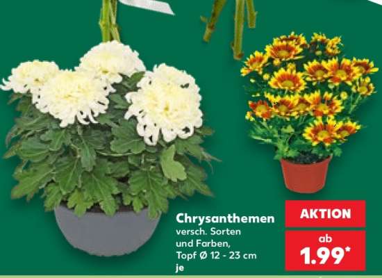 Chrysanthemen