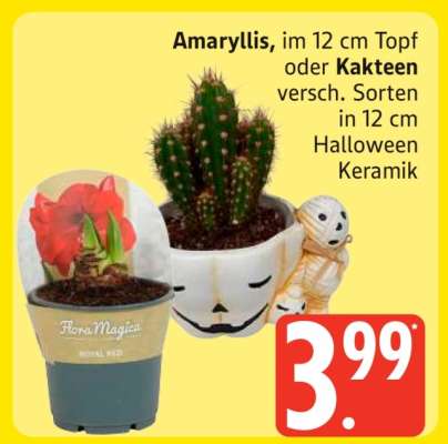 Amaryllis oder Kakteen