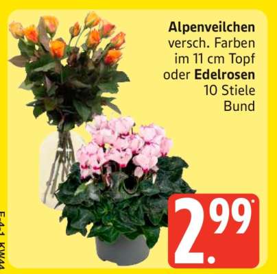 Alpenveilchen oder Edelrosen