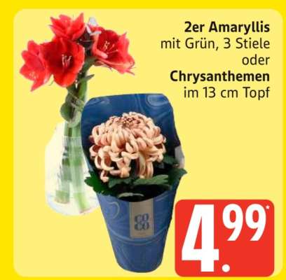 2er Amaryllis mit Grün, 3 Stiele oder Chrysanthemen im 13 cm Topf