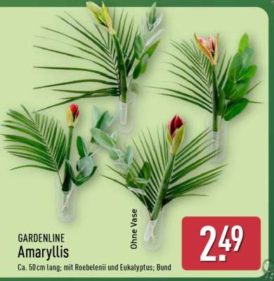 GARDENLINE Amaryllis